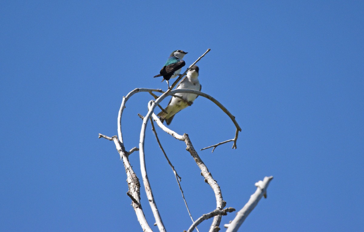 Violet-green Swallow - ML593339341