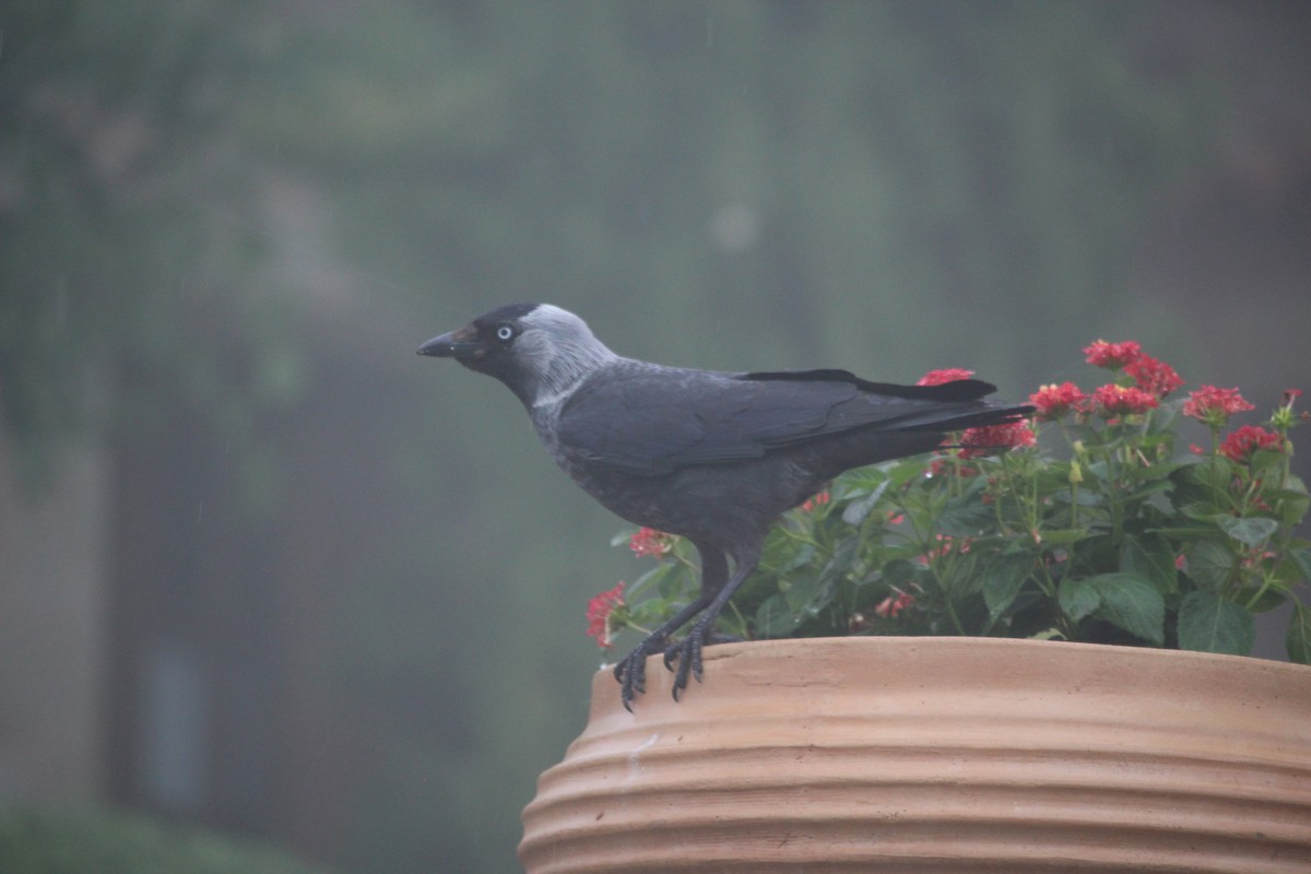 Eurasian Jackdaw - ML593340401