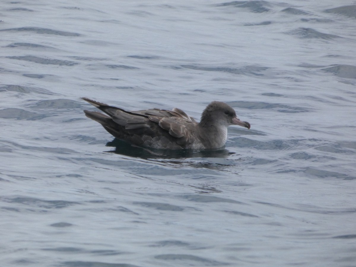 Pink-footed Shearwater - ML593340531