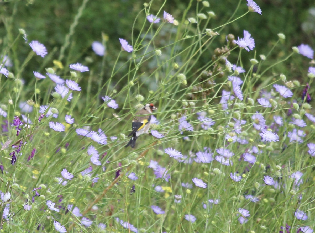 European Goldfinch - ML593340541