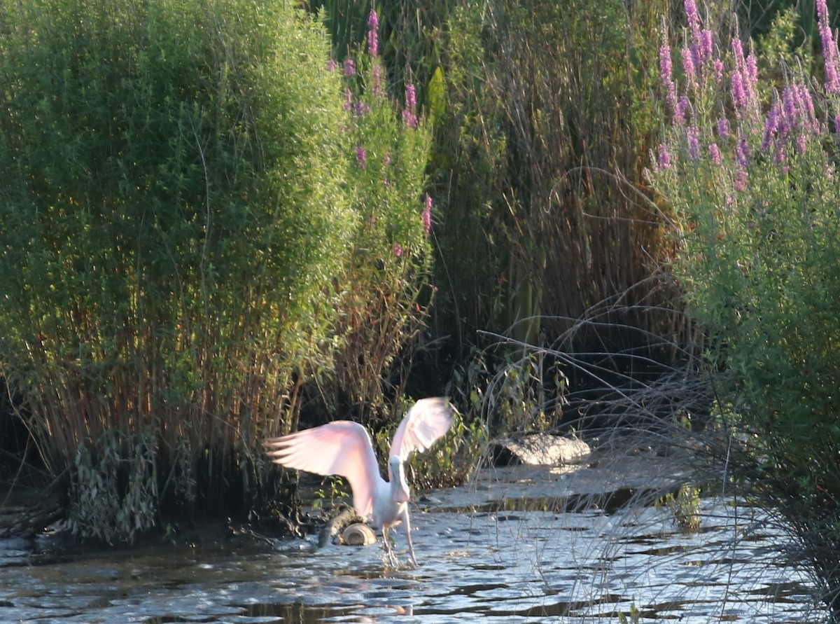 Roseate Spoonbill - ML593340611