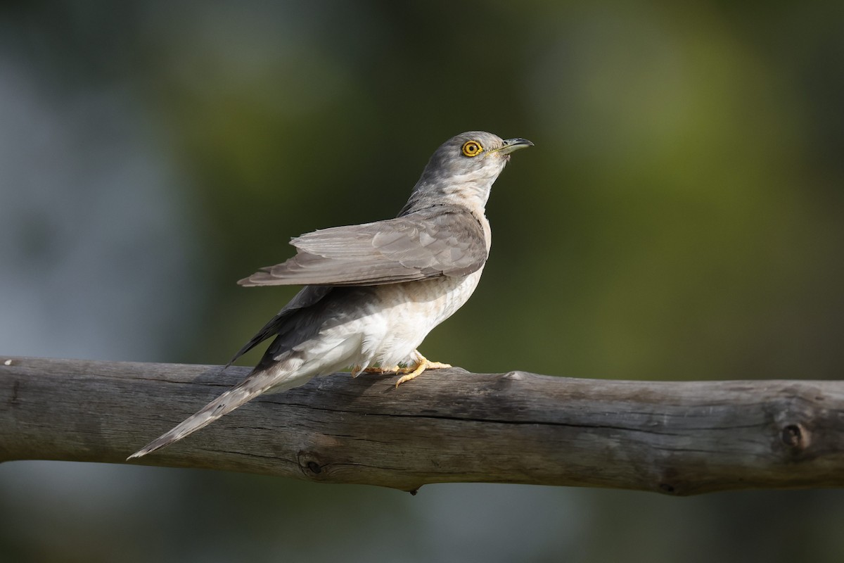 Common Hawk-Cuckoo - ML593341251