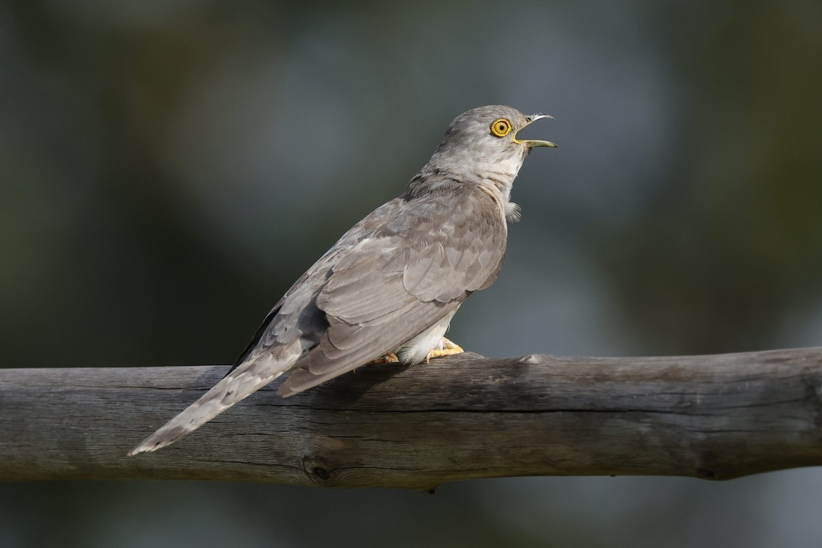 Common Hawk-Cuckoo - ML593341261