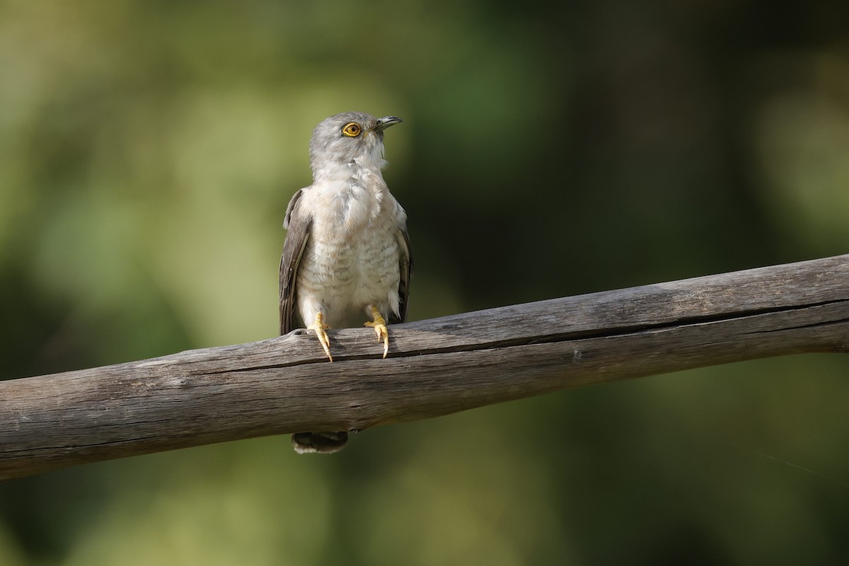 Common Hawk-Cuckoo - ML593341271