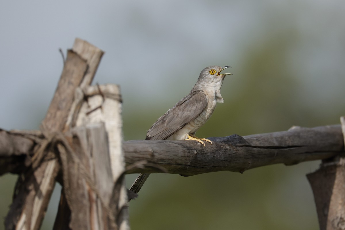 Common Hawk-Cuckoo - ML593341281