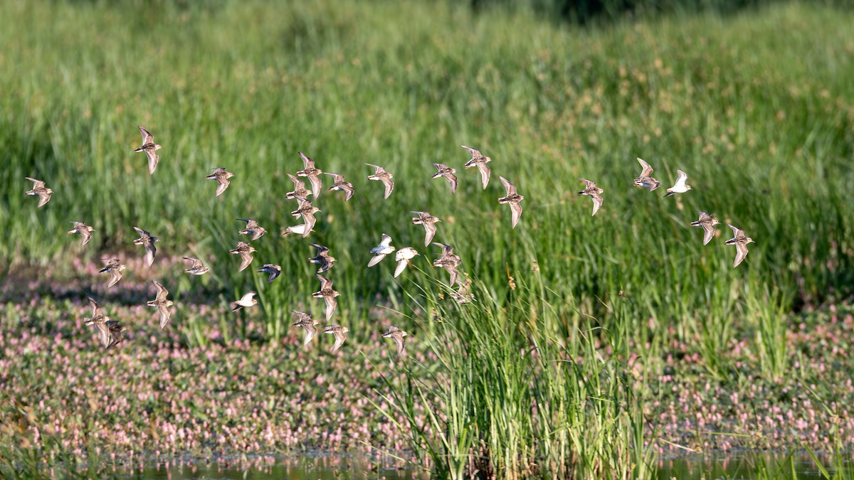 Least Sandpiper - ML593342981