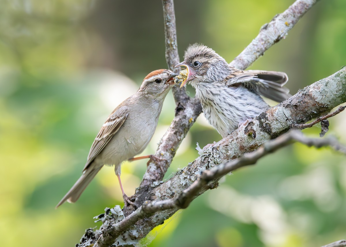 Chipping Sparrow - ML593343461