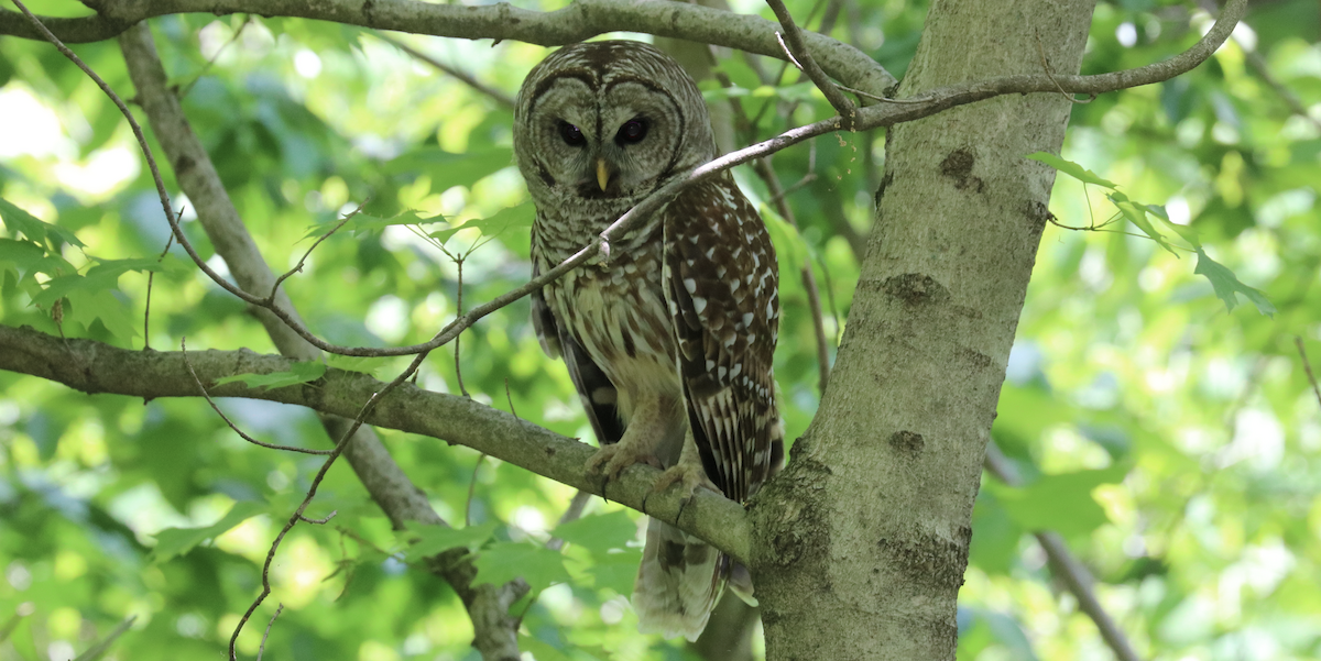Barred Owl - ML593343601
