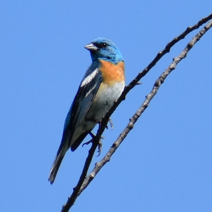 Lazuli Bunting - Zachary Perry