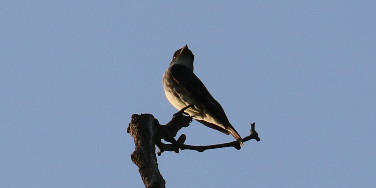 Olive-sided Flycatcher - ML593346701
