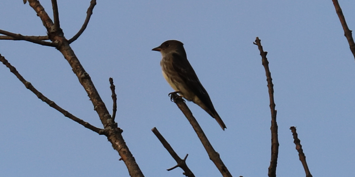 Olive-sided Flycatcher - ML593346721
