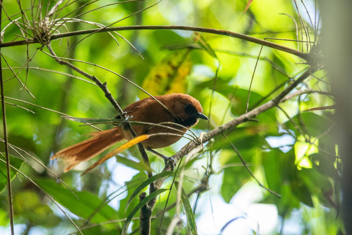 Black-throated Spinetail - ML593347671