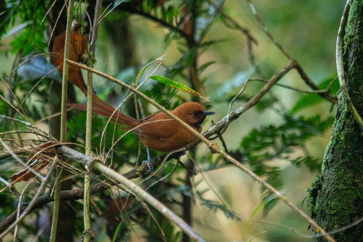 Black-throated Spinetail - ML593347681