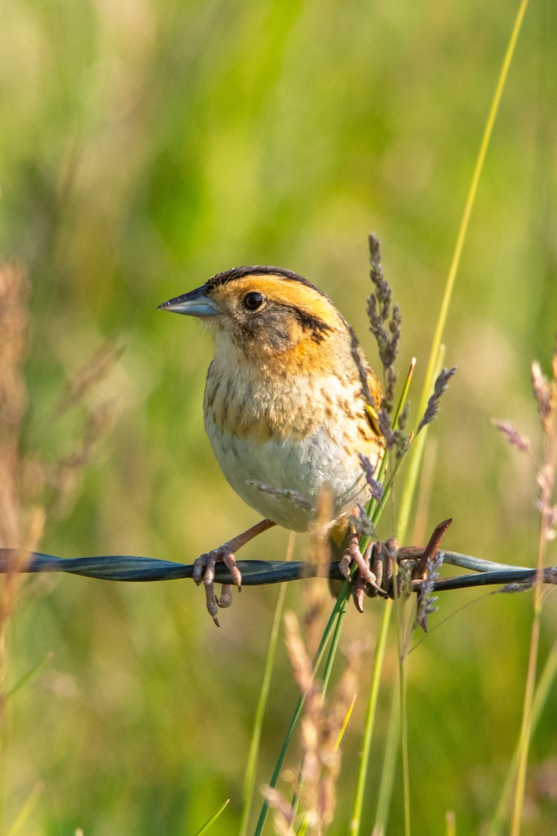 Nelson's Sparrow - ML593347991