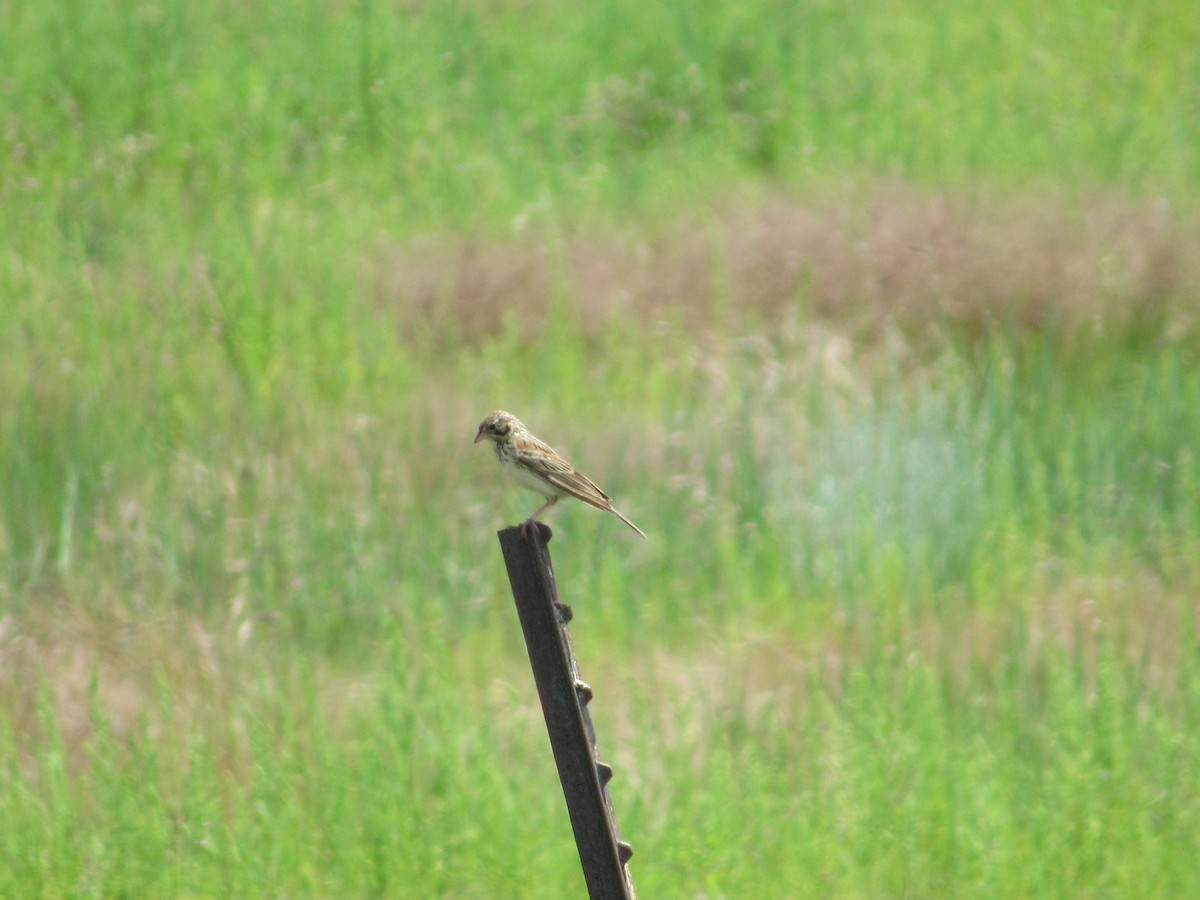 Vesper Sparrow - ML593348391