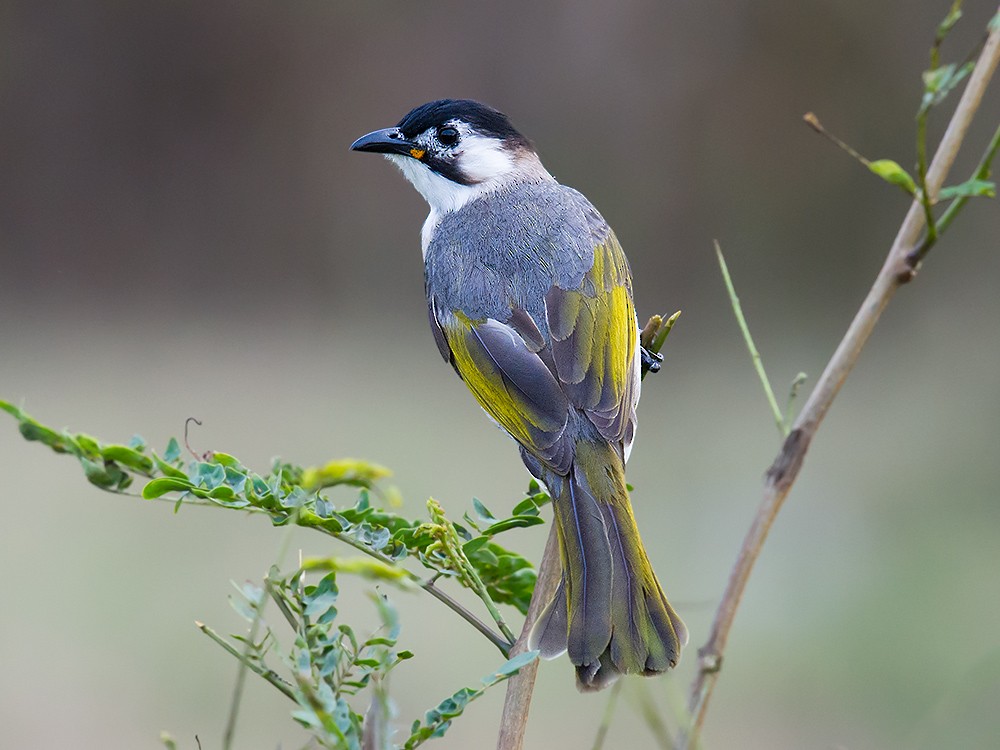Bulbul de Taïwan - ML59334871