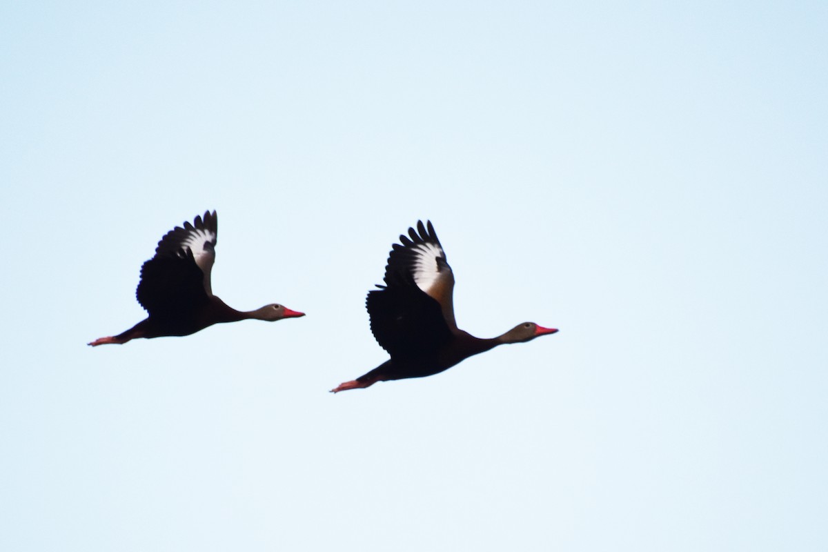 Black-bellied Whistling-Duck - ML593348861