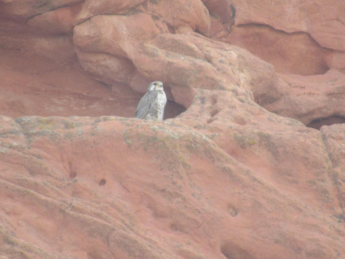 Prairie Falcon - Arden Schneider