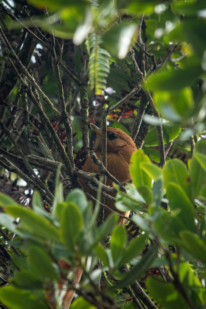 Schwarzkehl-Dickichtschlüpfer - ML593349011