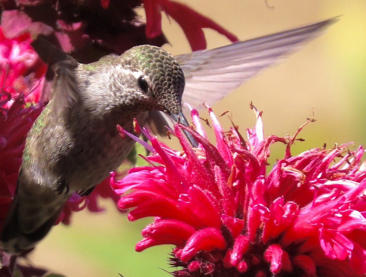 Anna's Hummingbird - Janet Spiers