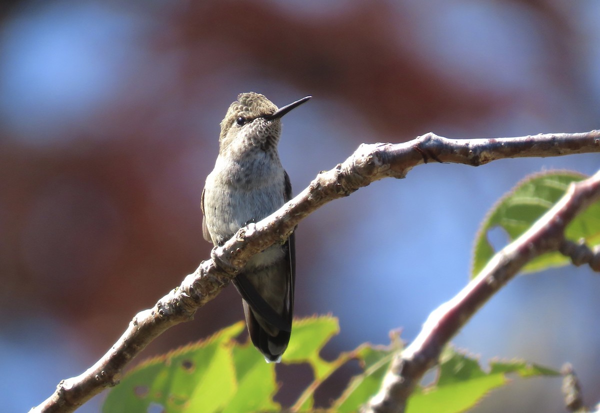 Anna's Hummingbird - Janet Spiers