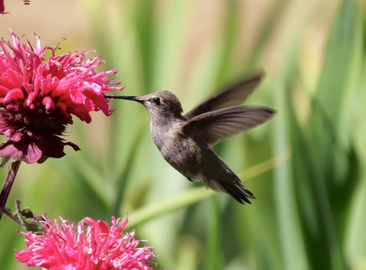 Anna's Hummingbird - Janet Spiers
