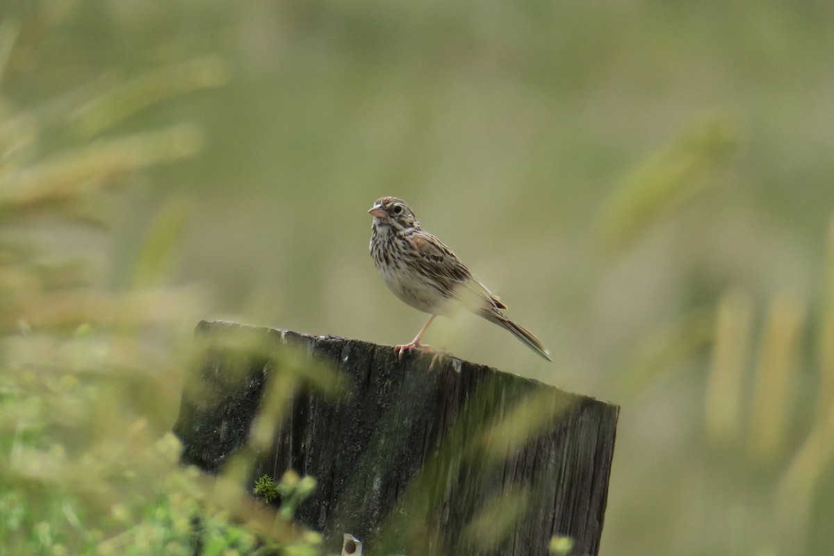 Vesper Sparrow - ML593350101