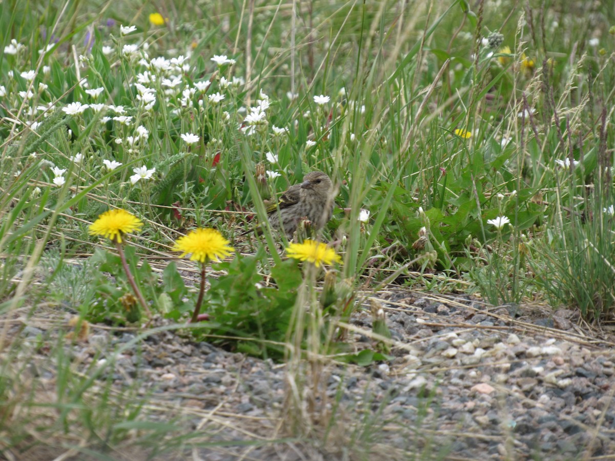 Pine Siskin - Arden Schneider