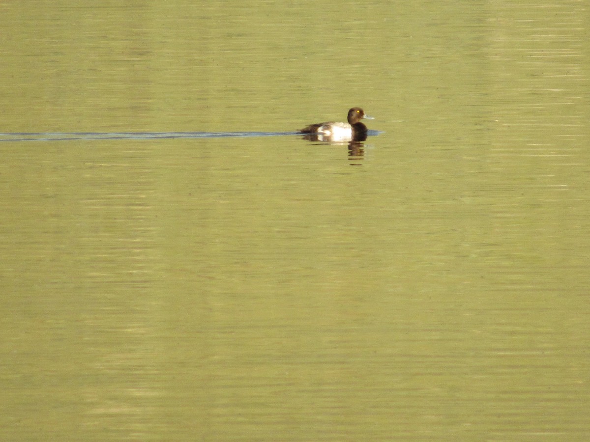 Lesser Scaup - Arden Schneider