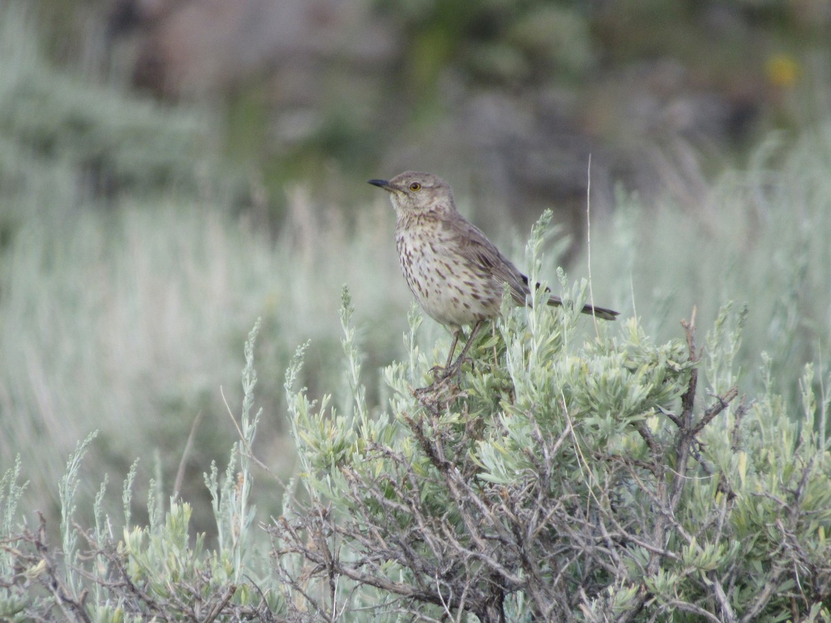 Sage Thrasher - Arden Schneider