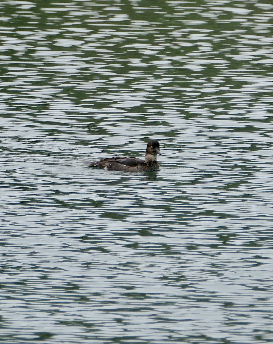 Hooded Merganser - Jim St Laurent