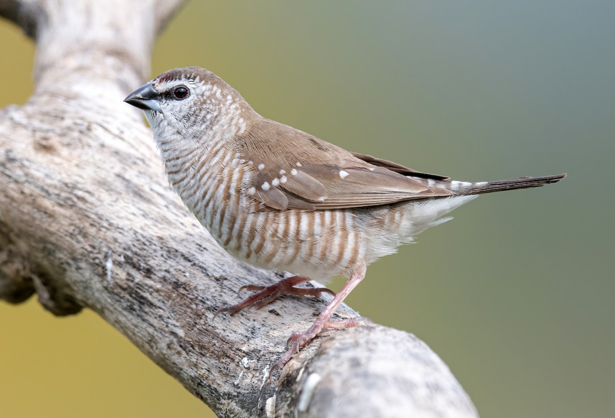 Plum-headed Finch - Martin Anderson