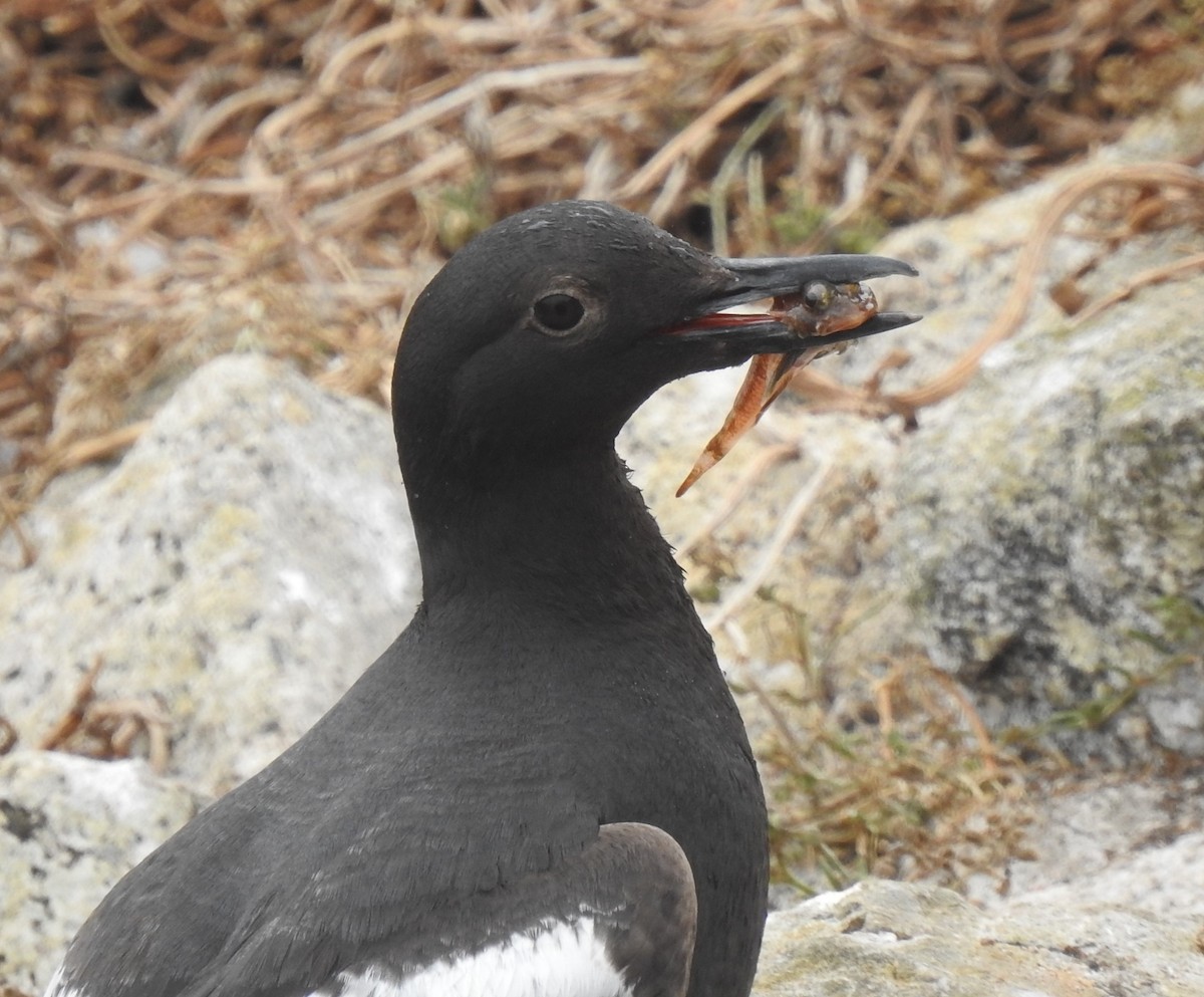 Pigeon Guillemot - ML593350831