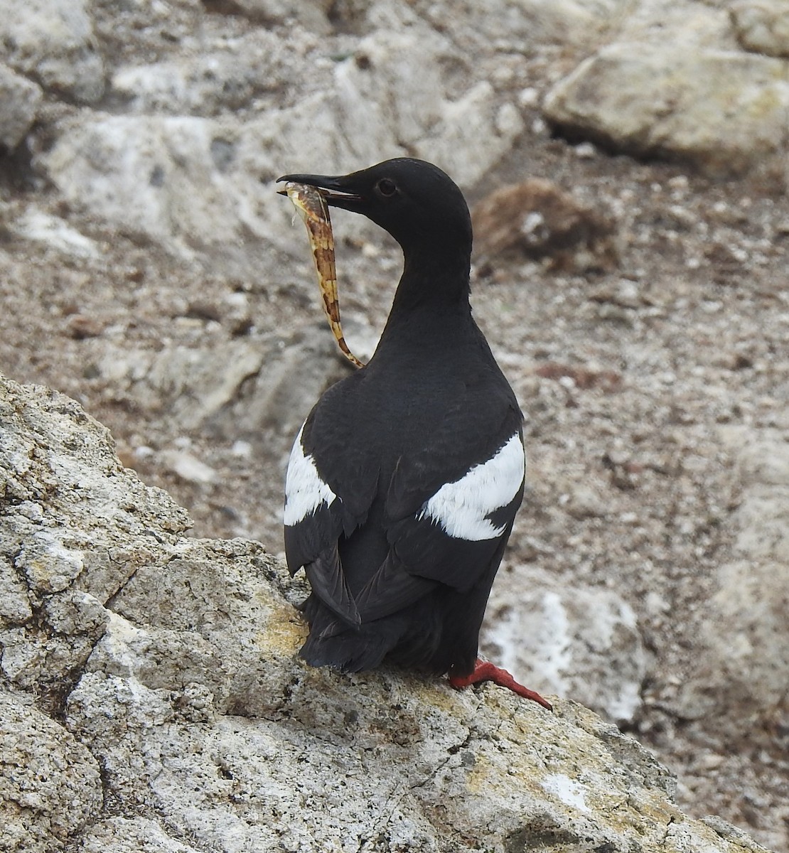 Pigeon Guillemot - ML593350841