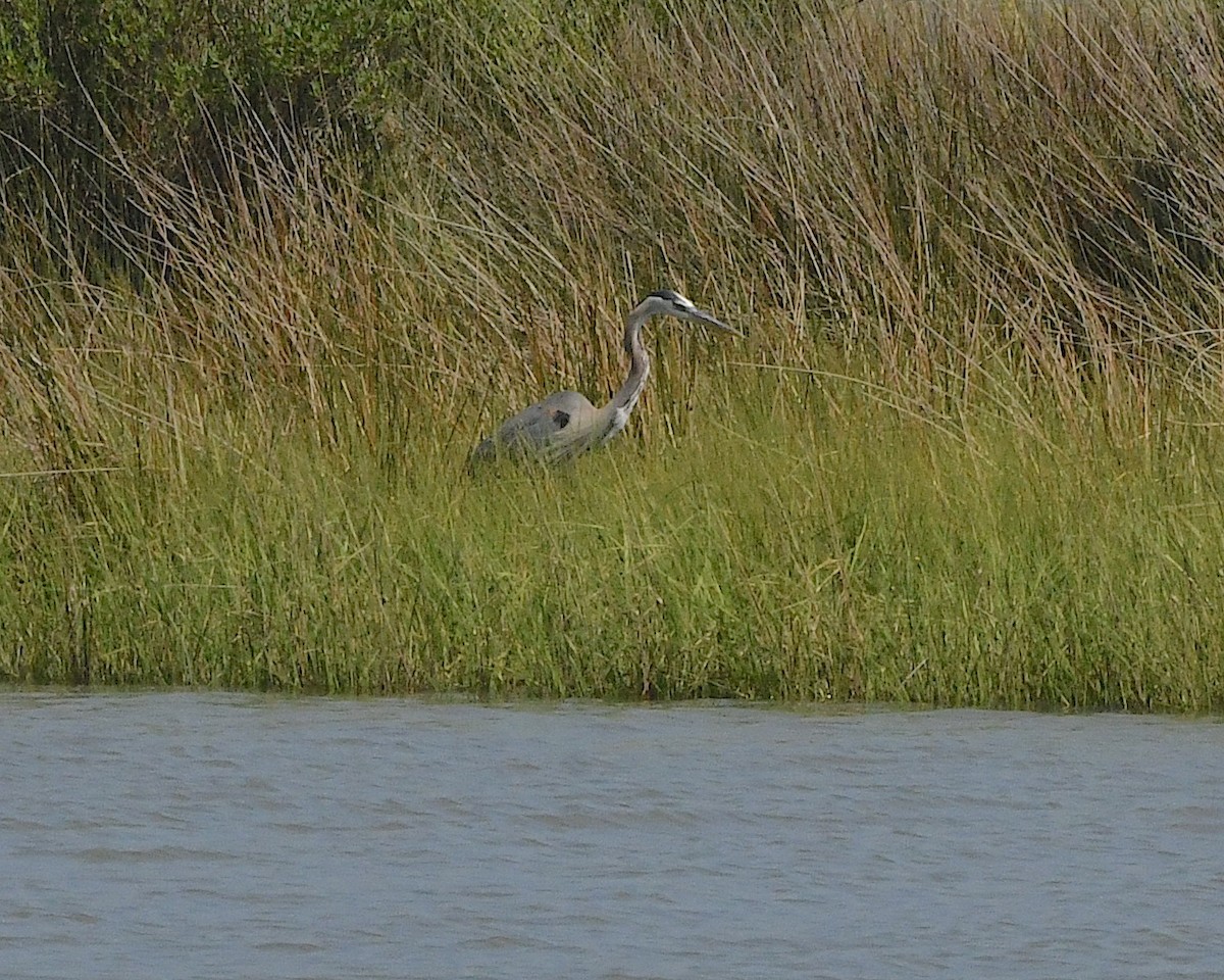 Great Blue Heron - Ted Wolff