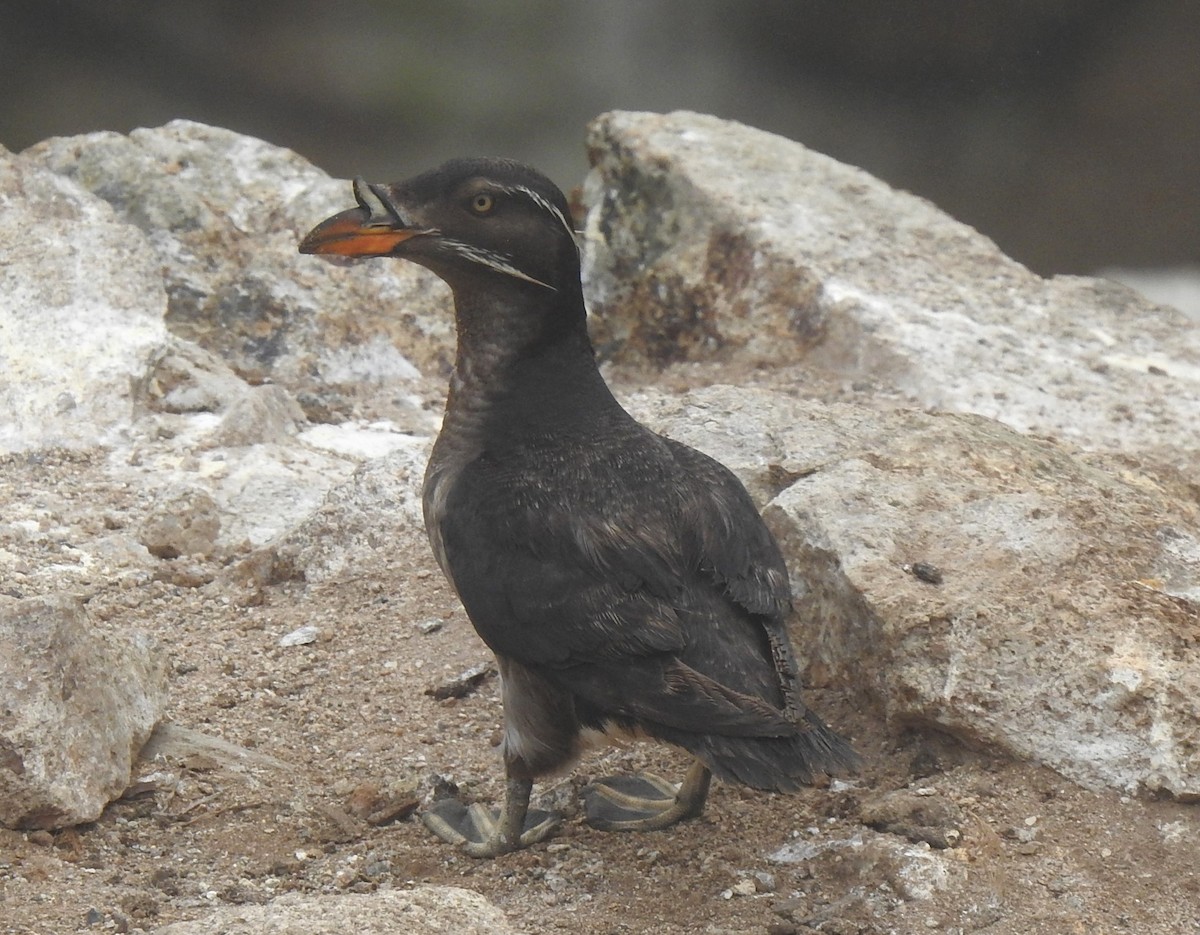 Rhinoceros Auklet - ML593351221