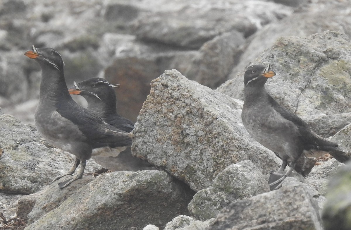 Rhinoceros Auklet - ML593351231