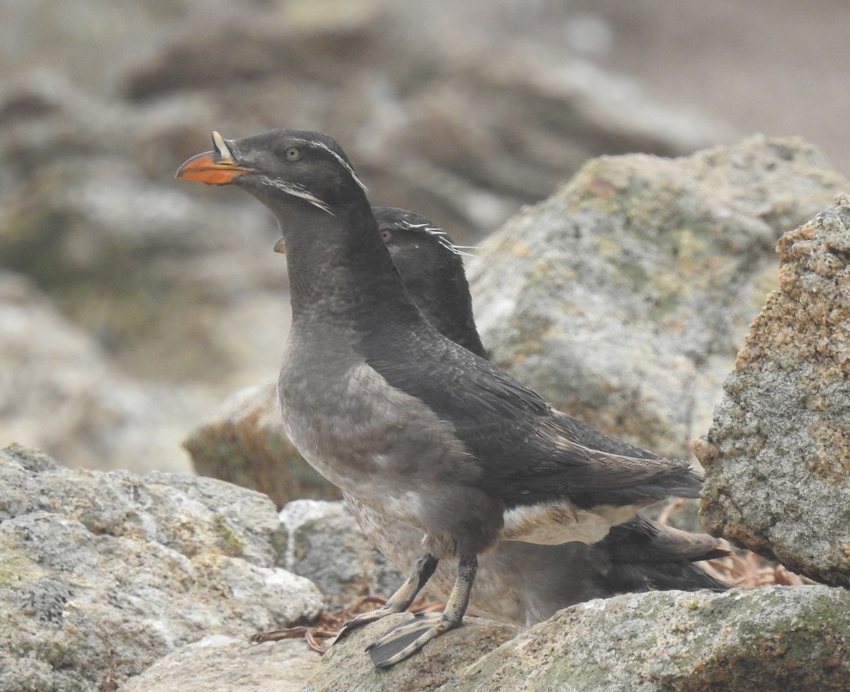 Rhinoceros Auklet - ML593351241