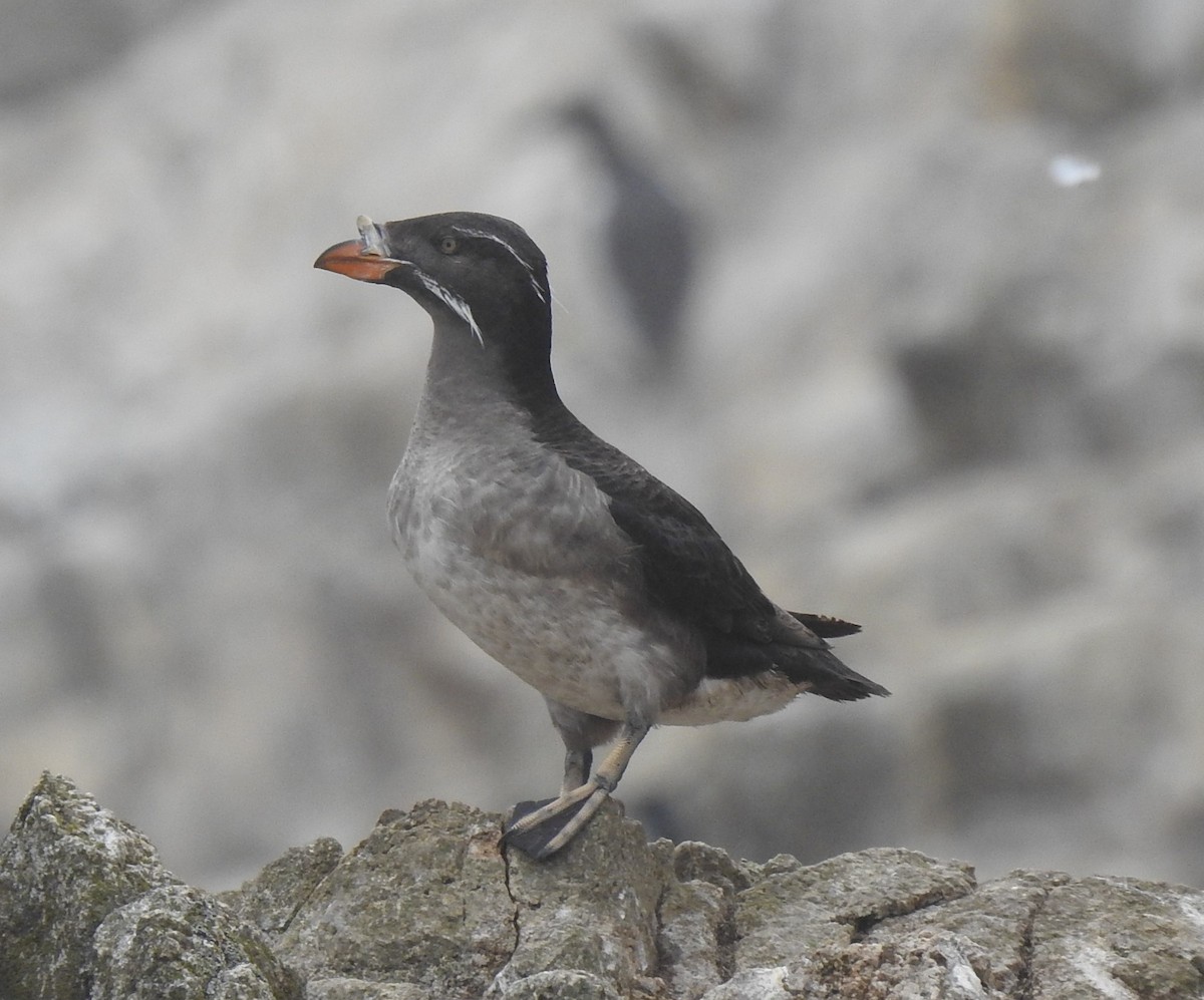 Rhinoceros Auklet - ML593351261