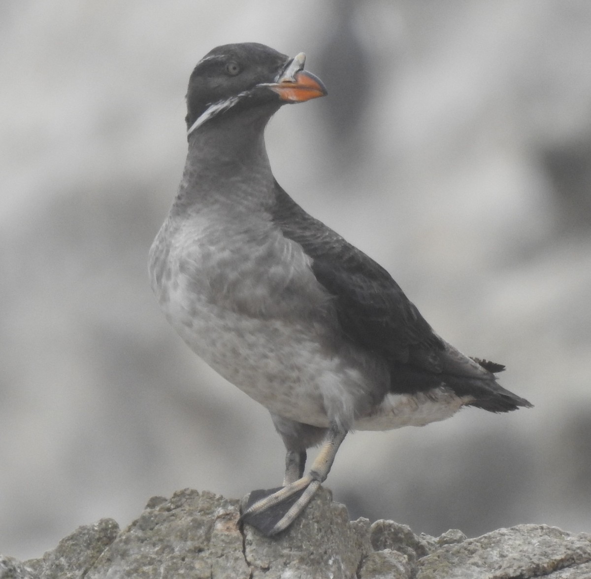 Rhinoceros Auklet - ML593351271