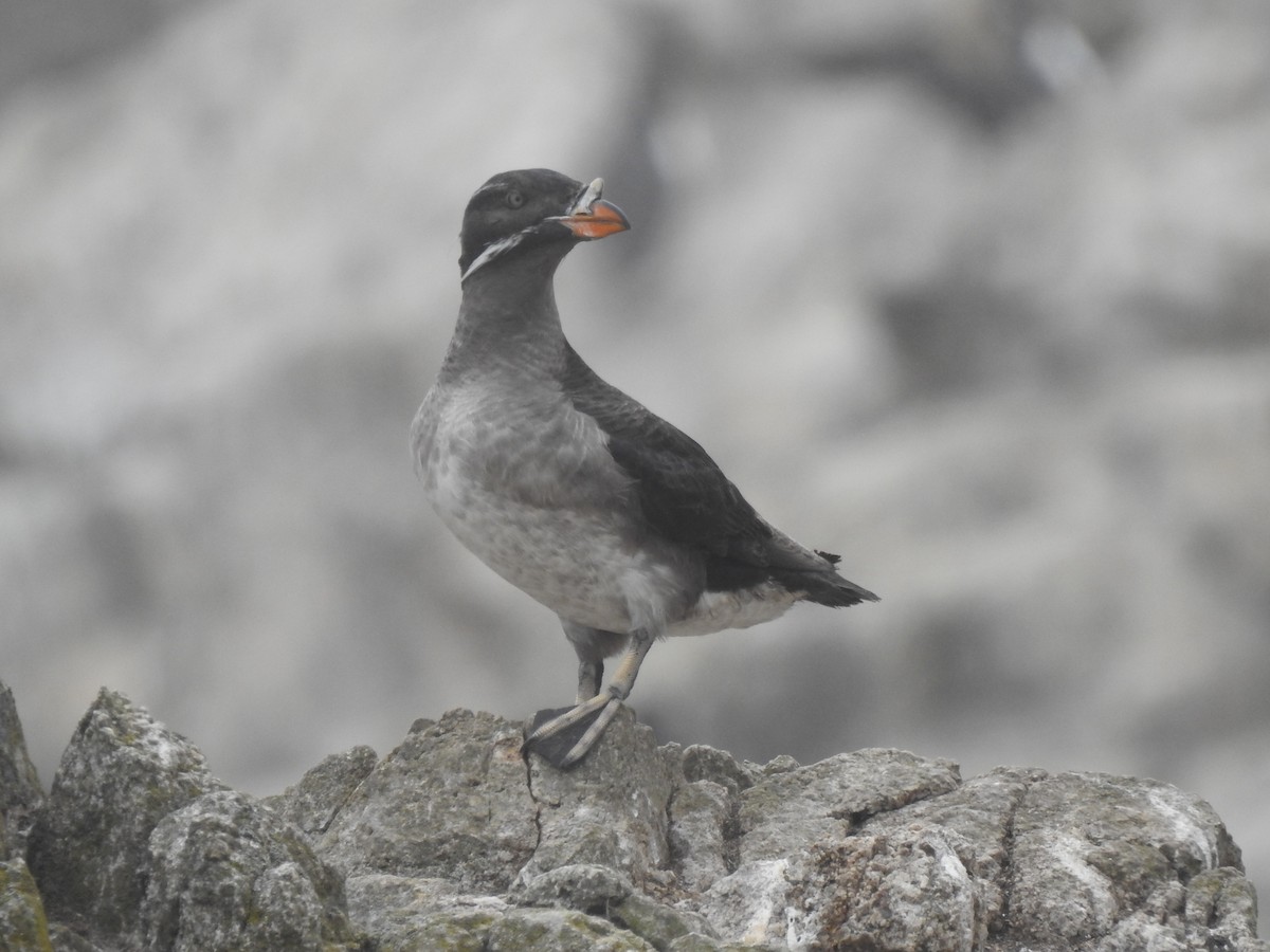 Rhinoceros Auklet - Faiza Hafeez