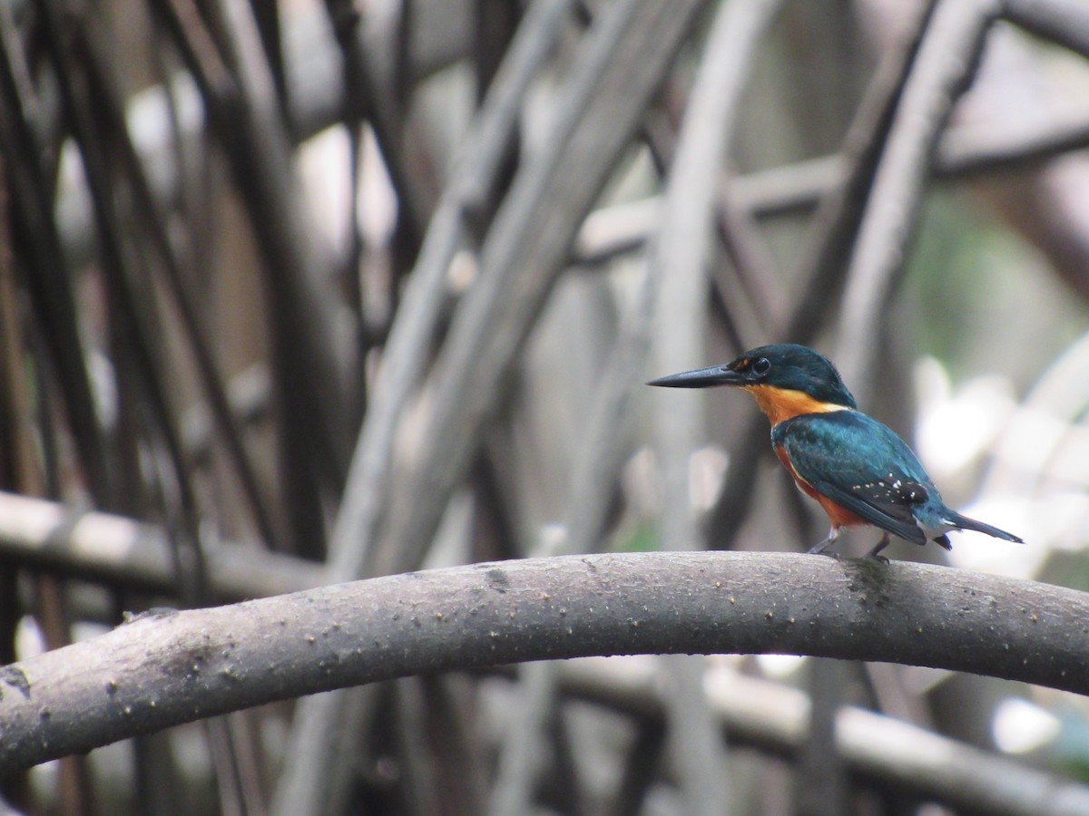 American Pygmy Kingfisher - ML593351551