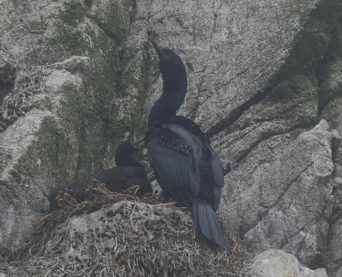 Cormorán Pelágico - ML593351581