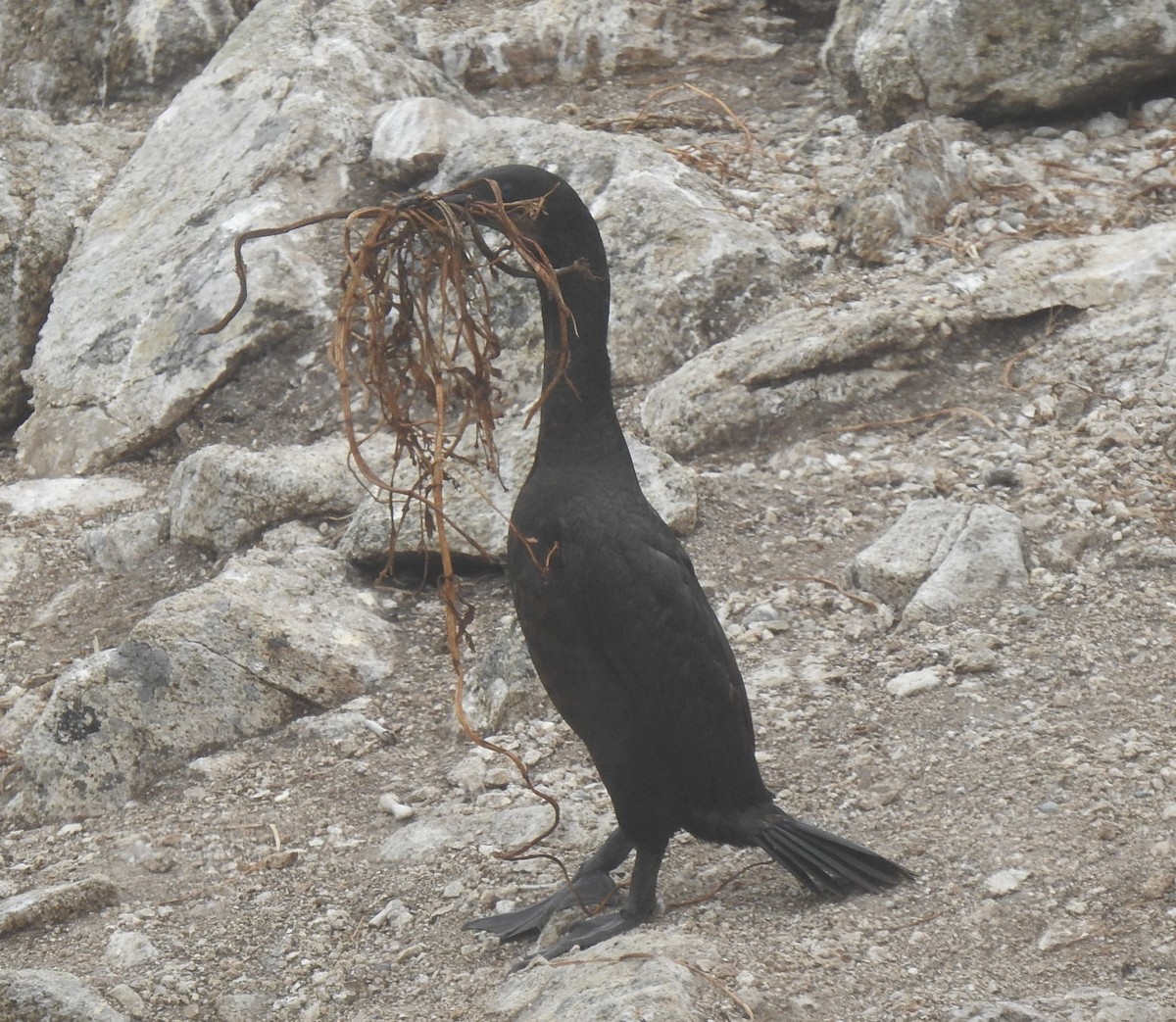 Brandt's Cormorant - ML593351751