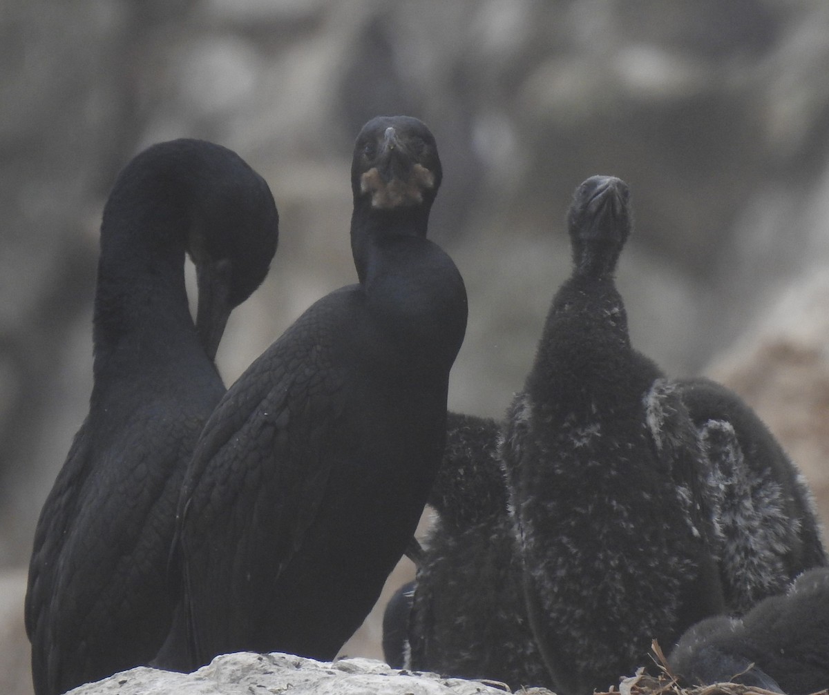 Brandt's Cormorant - ML593351771