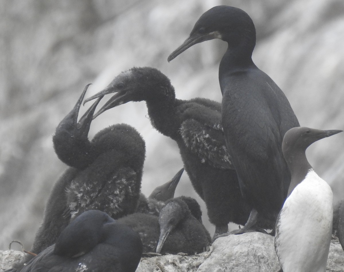 Brandt's Cormorant - ML593351781