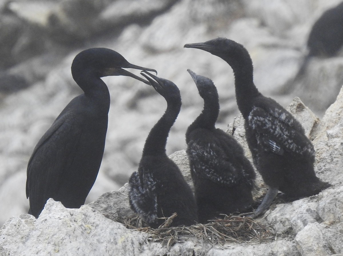 Brandt's Cormorant - ML593351821