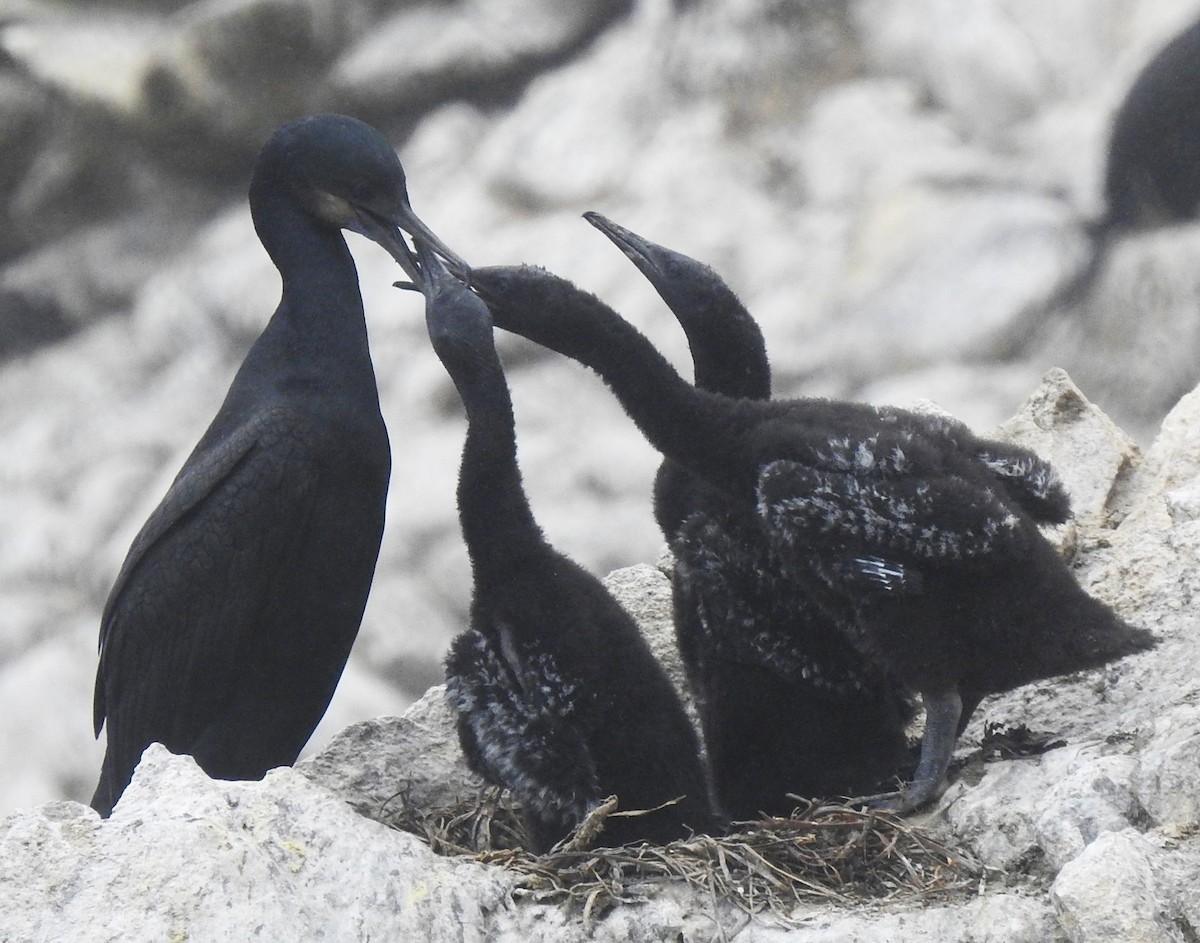 Brandt's Cormorant - Faiza Hafeez