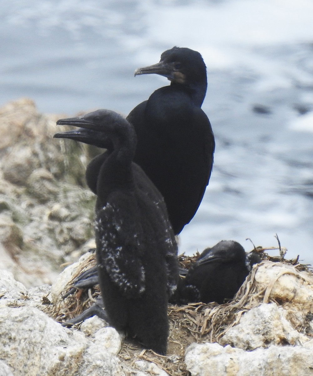 Brandt's Cormorant - ML593351841