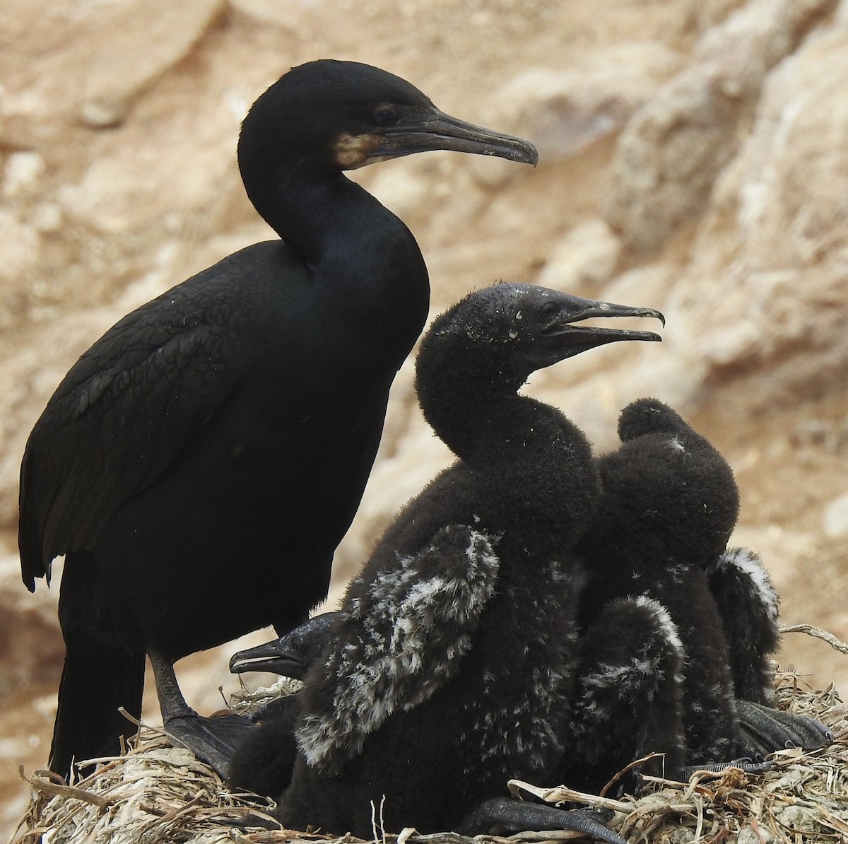 Brandt's Cormorant - ML593351871